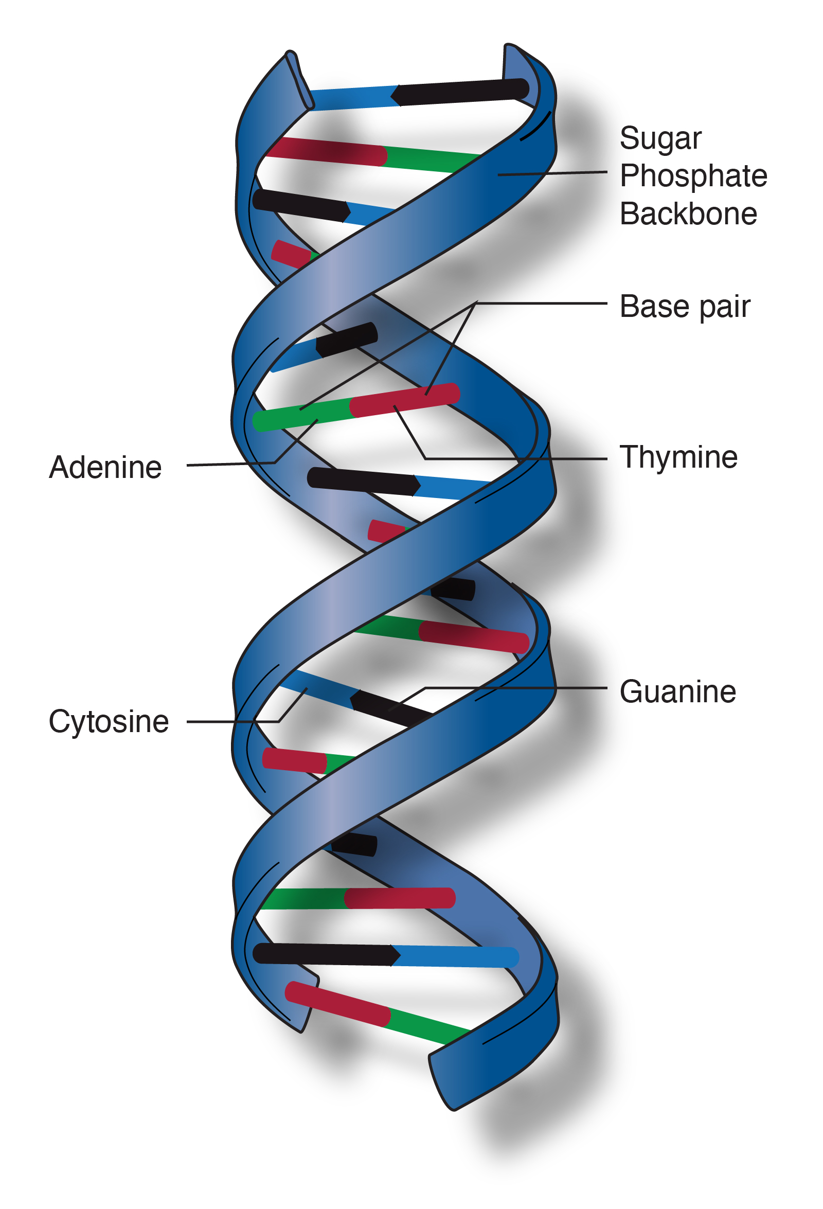 Detail Images Dna Nomer 32