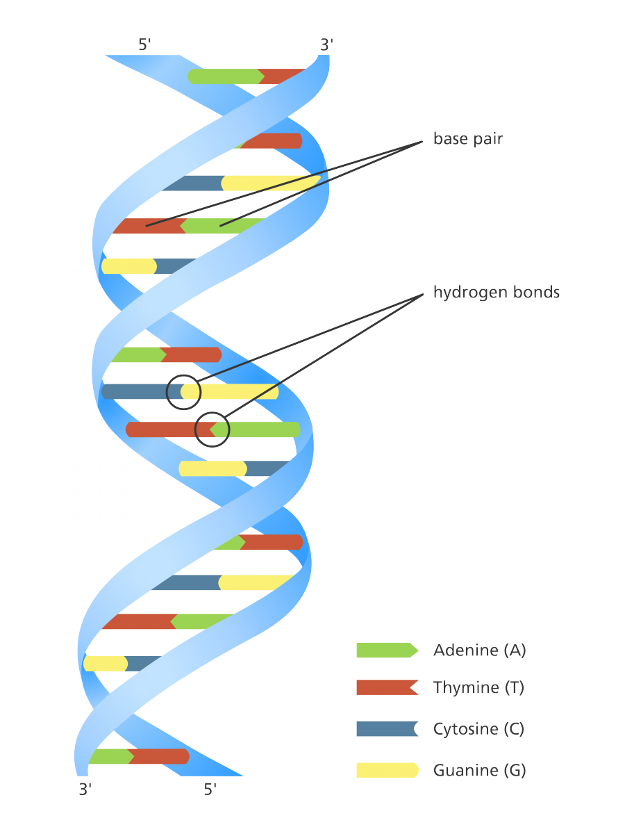 Detail Images Dna Nomer 33