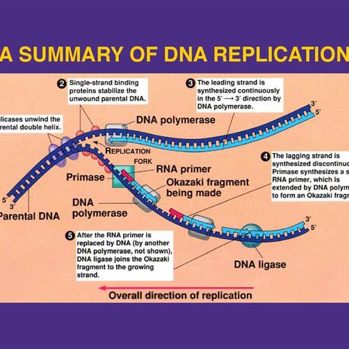 Detail Images Dna Nomer 40