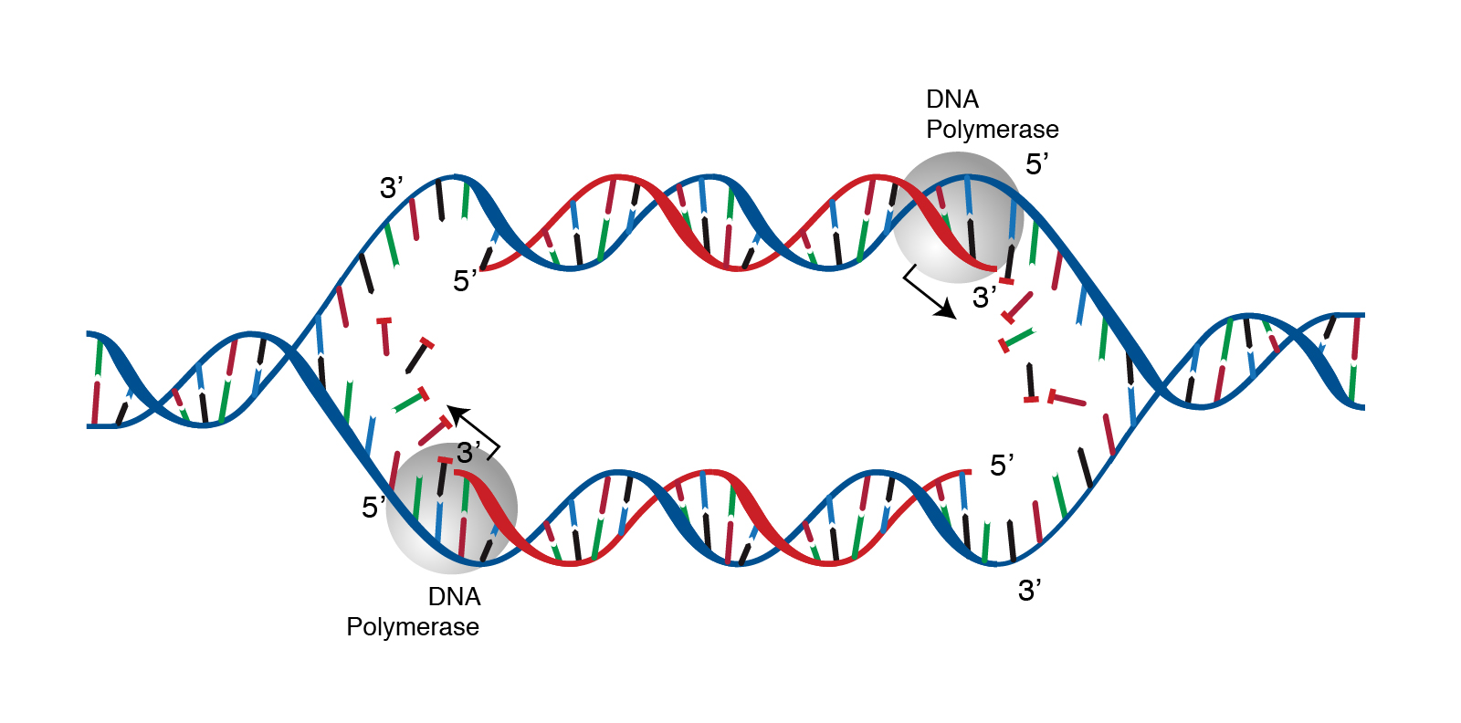 Detail Images Dna Nomer 46