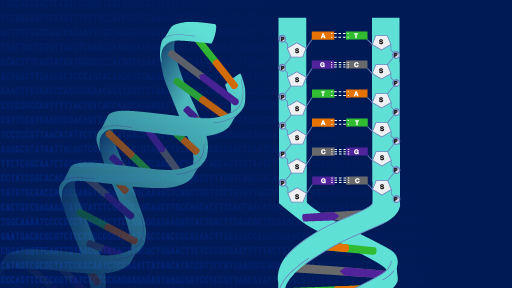 Detail Images Dna Nomer 6