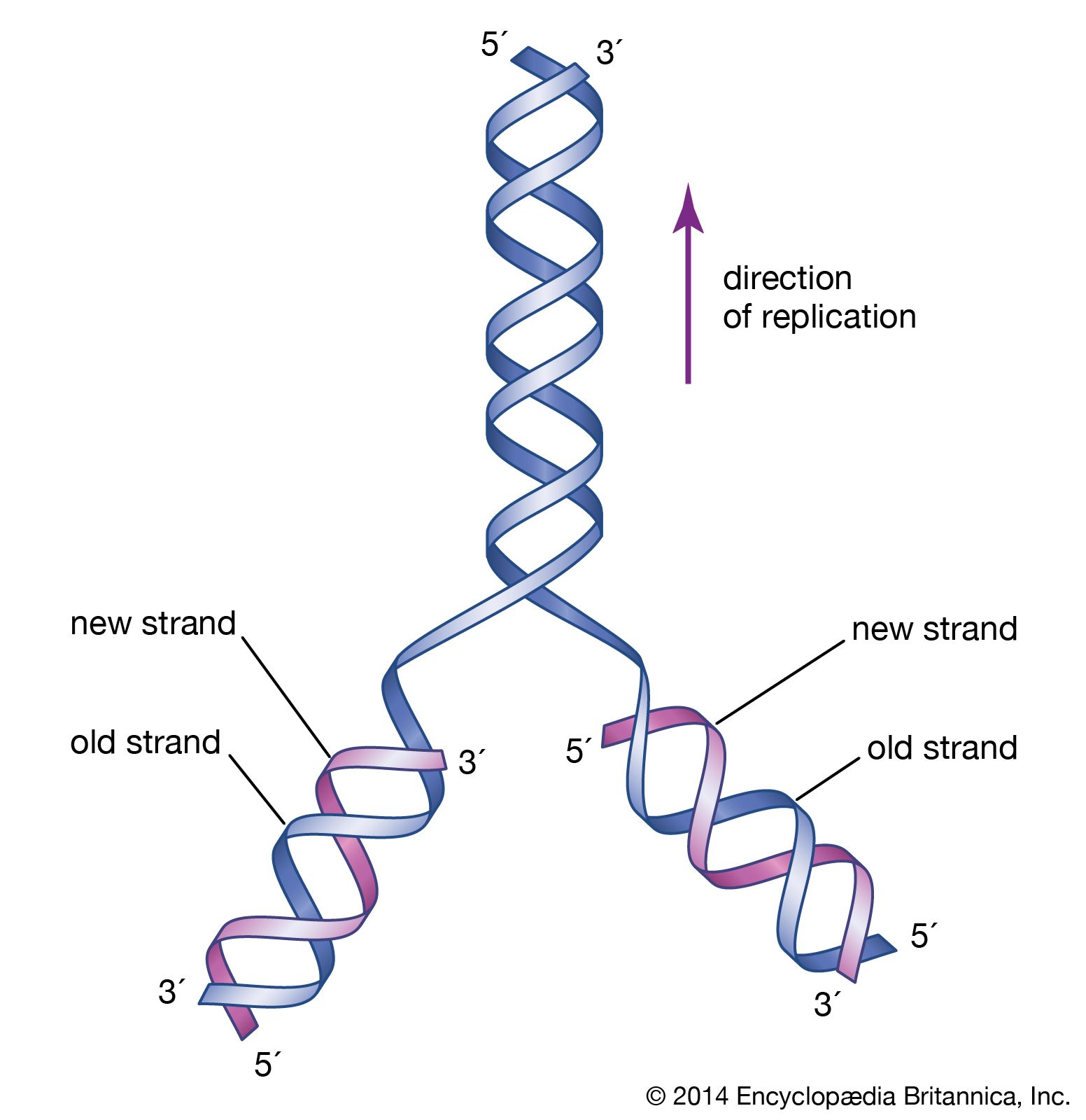 Detail Images Dna Nomer 53