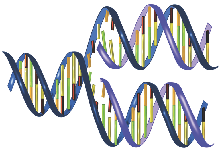 Detail Images Dna Nomer 54