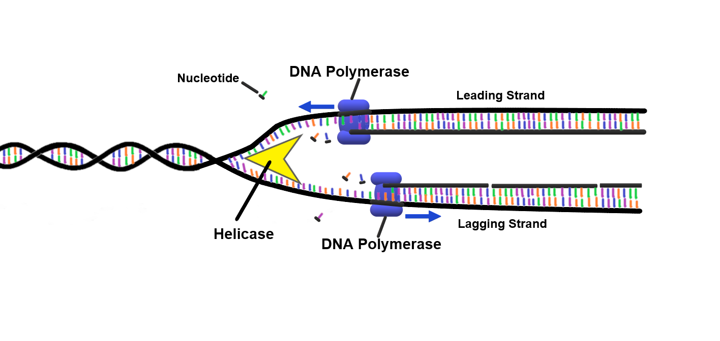 Detail Images Dna Nomer 56