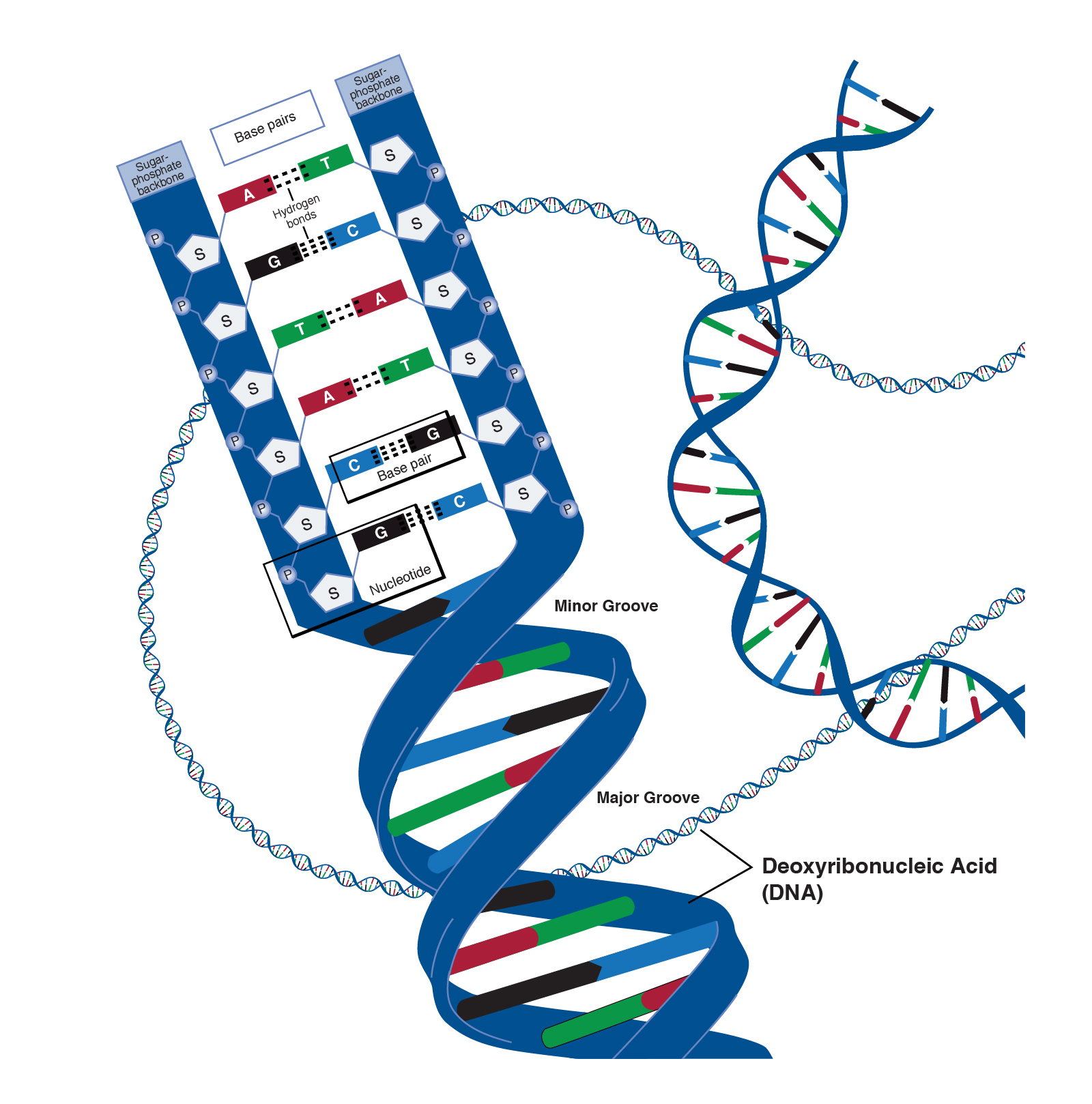 Detail Images Dna Nomer 8