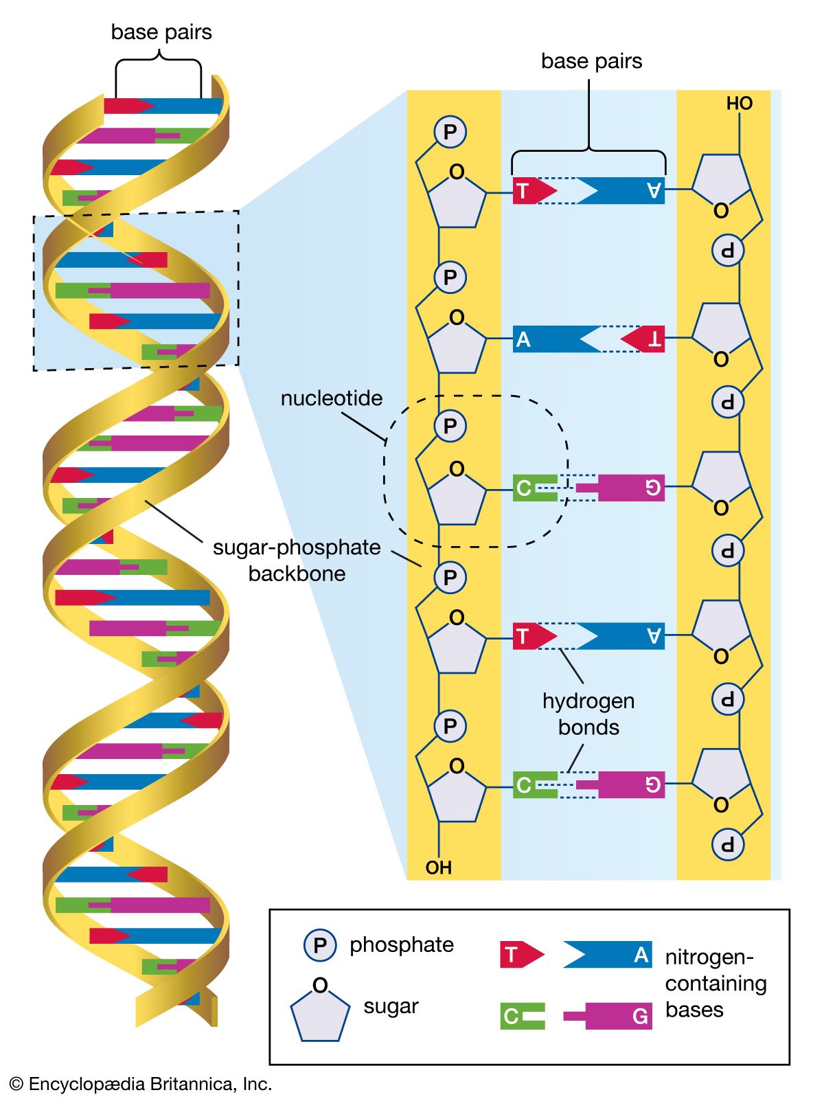 Detail Images Dna Nomer 9