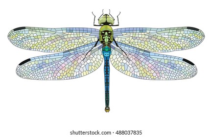 Detail Images Dragonfly Nomer 20