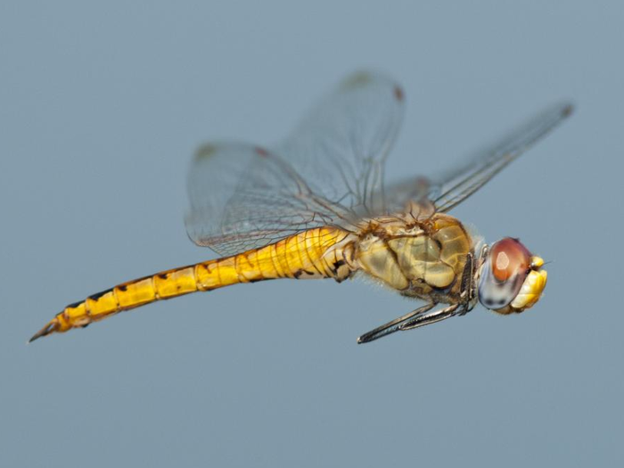 Detail Images Dragonfly Nomer 53