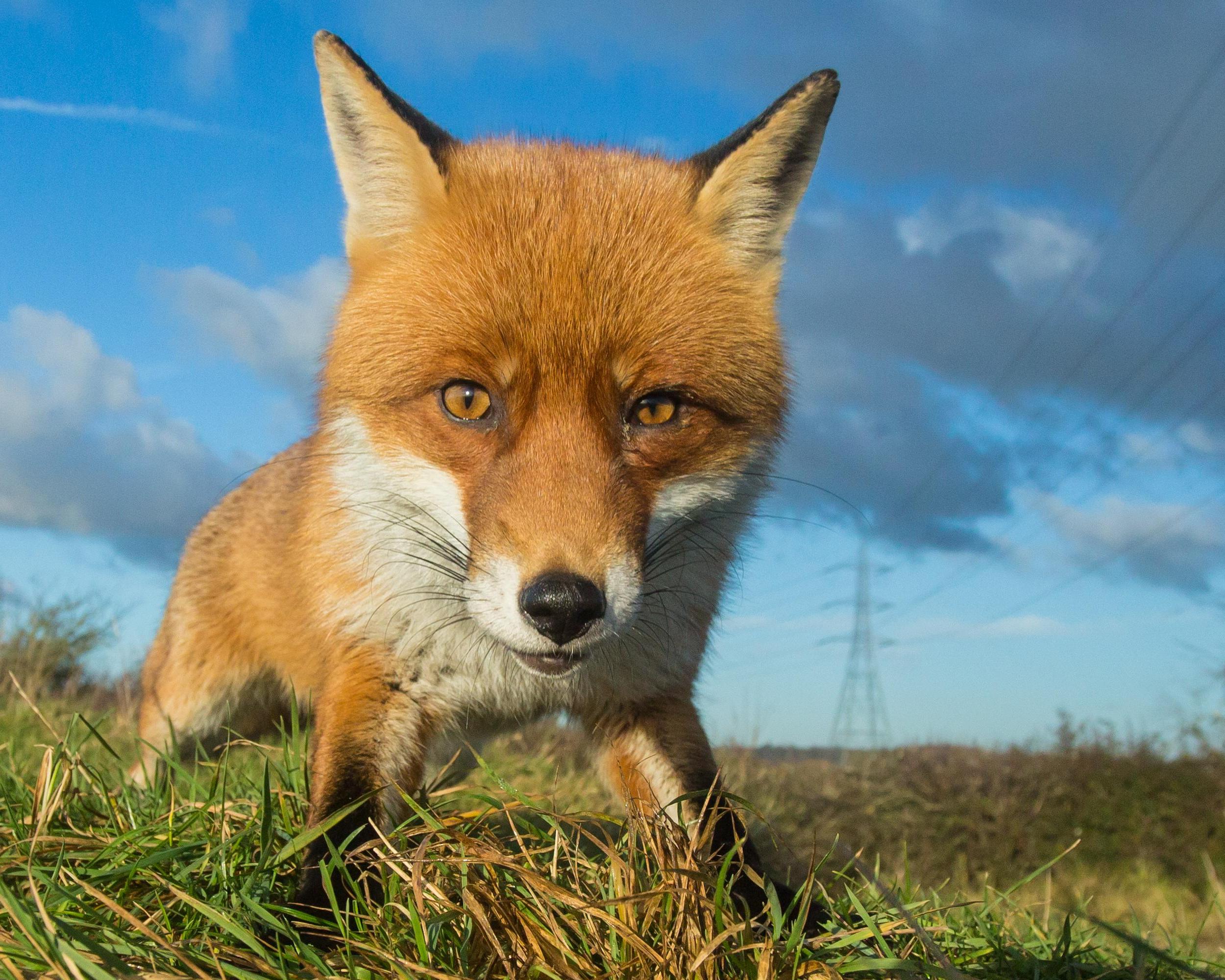 Red foxes сайт. Красная лиса. Красная лиса Ирландия. The Fox. Лисы в Ирландии.