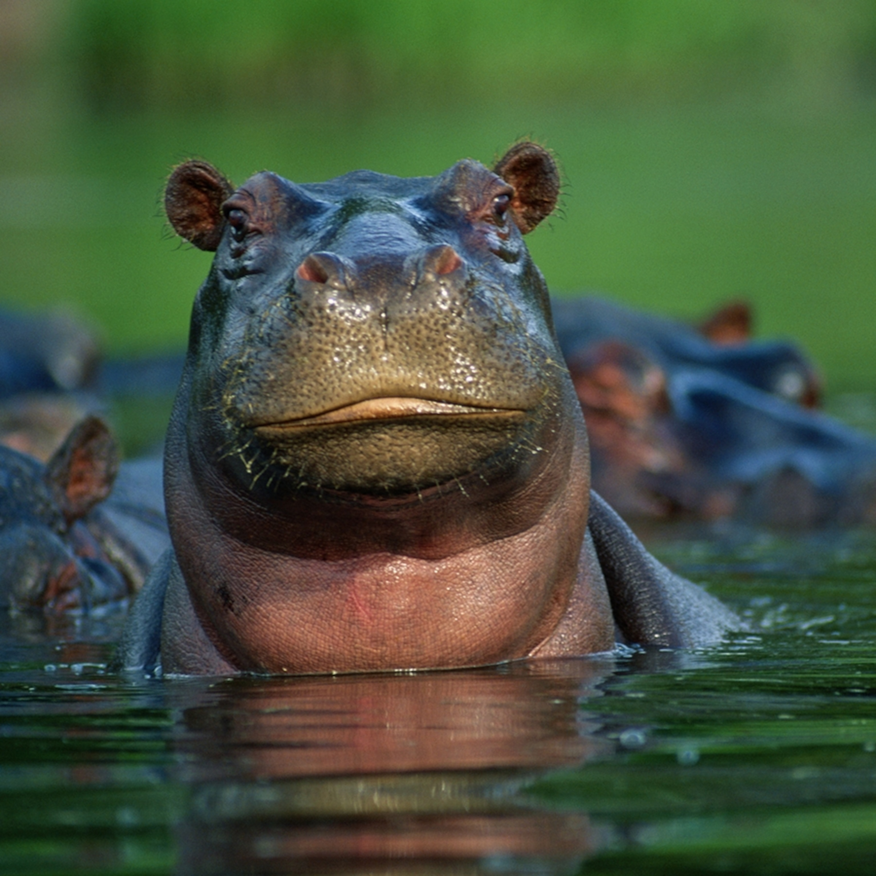 Detail Images Hippopotamus Nomer 19