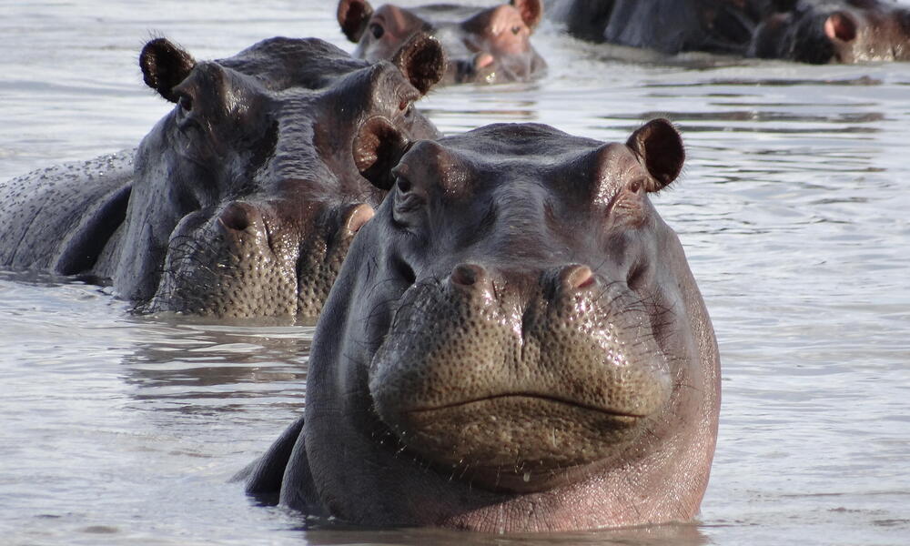 Detail Images Hippopotamus Nomer 3