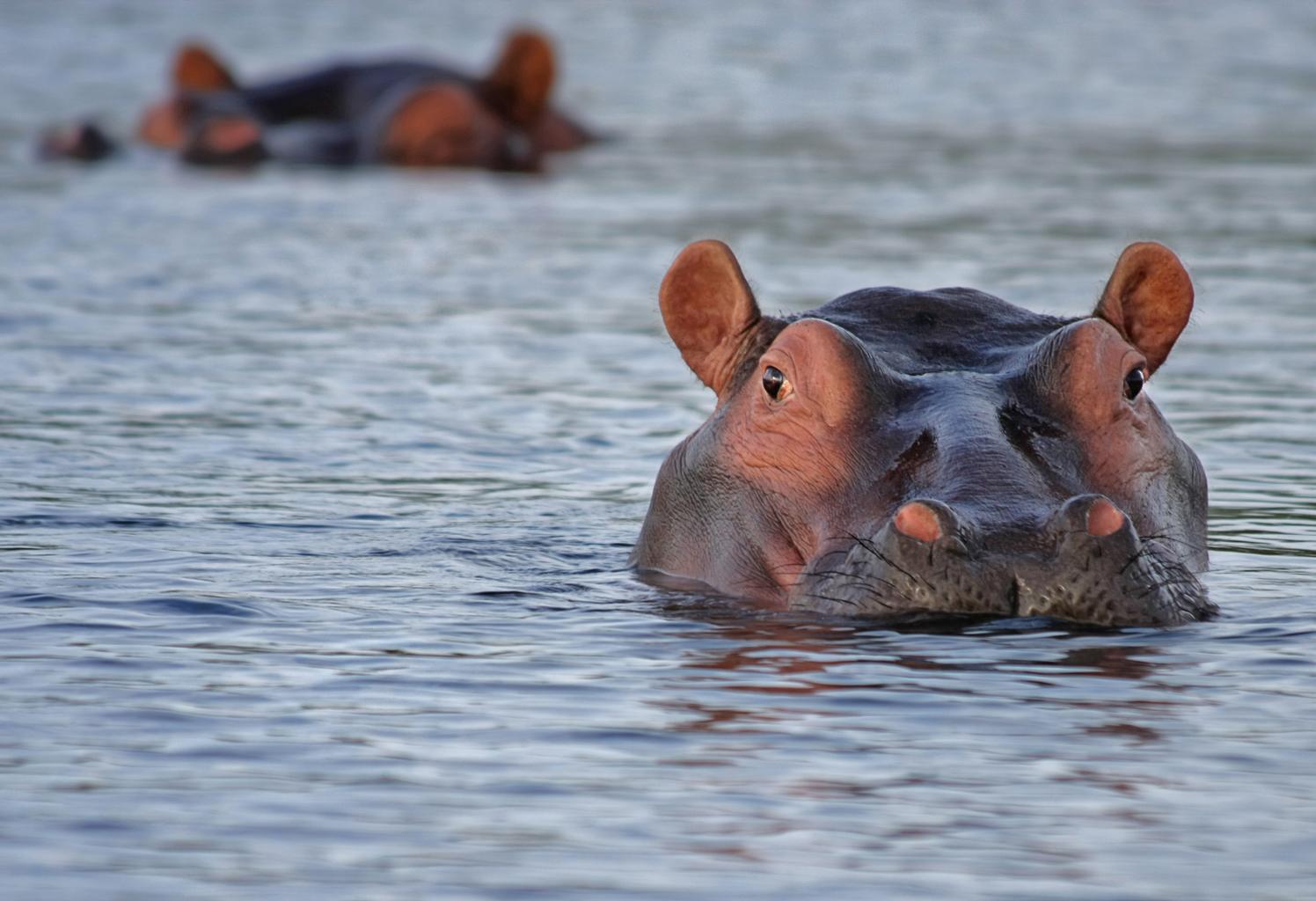Detail Images Hippopotamus Nomer 44