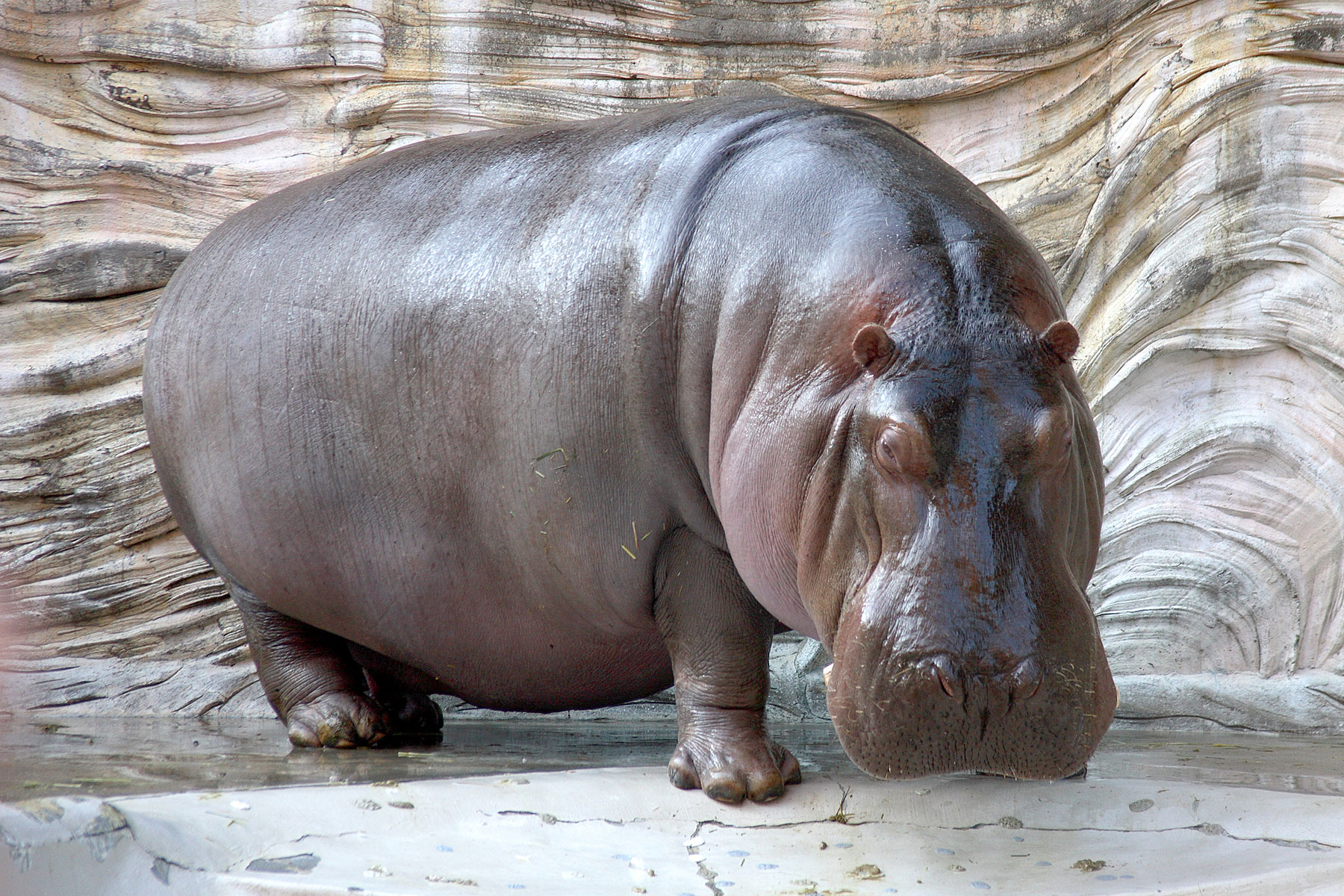 Detail Images Hippopotamus Nomer 10