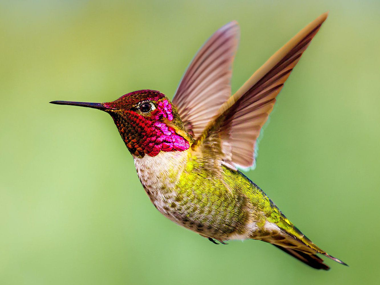 Images Hummingbird - KibrisPDR