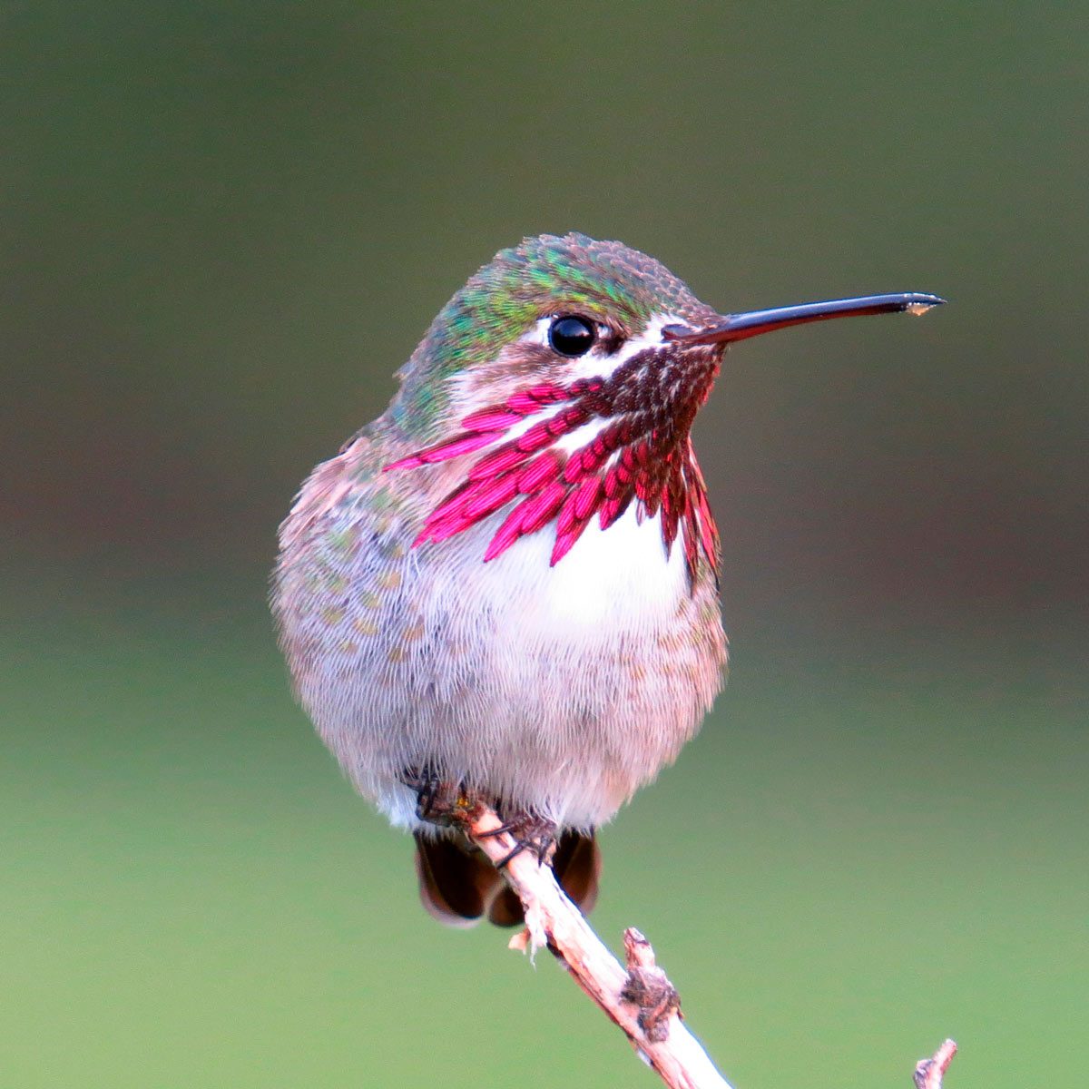 Download Images Hummingbird Nomer 27