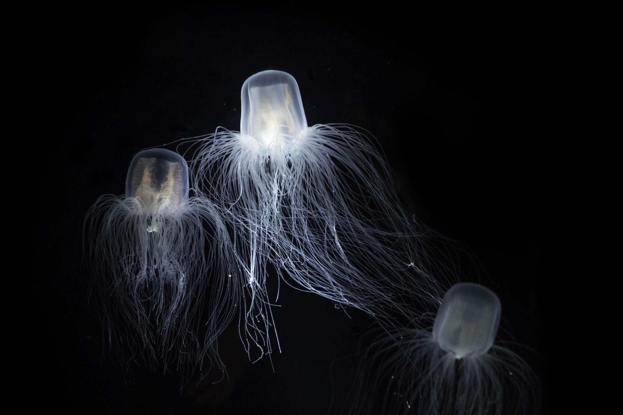 Detail Images Jellyfish Nomer 27