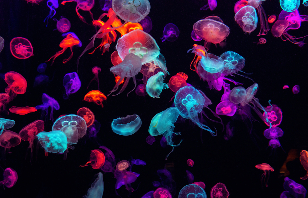 Detail Images Jellyfish Nomer 32