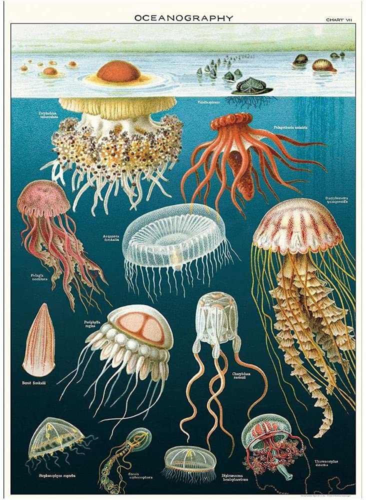 Detail Images Jellyfish Nomer 37