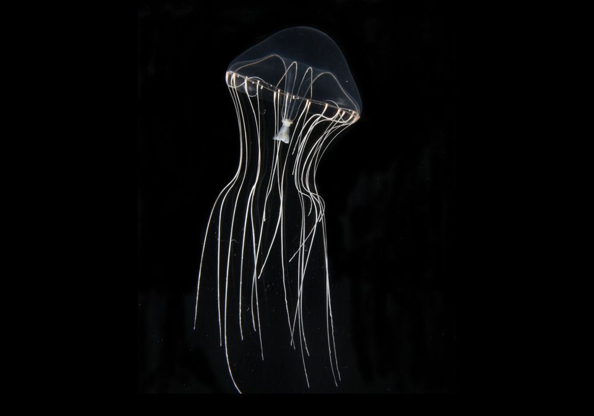 Detail Images Jellyfish Nomer 51