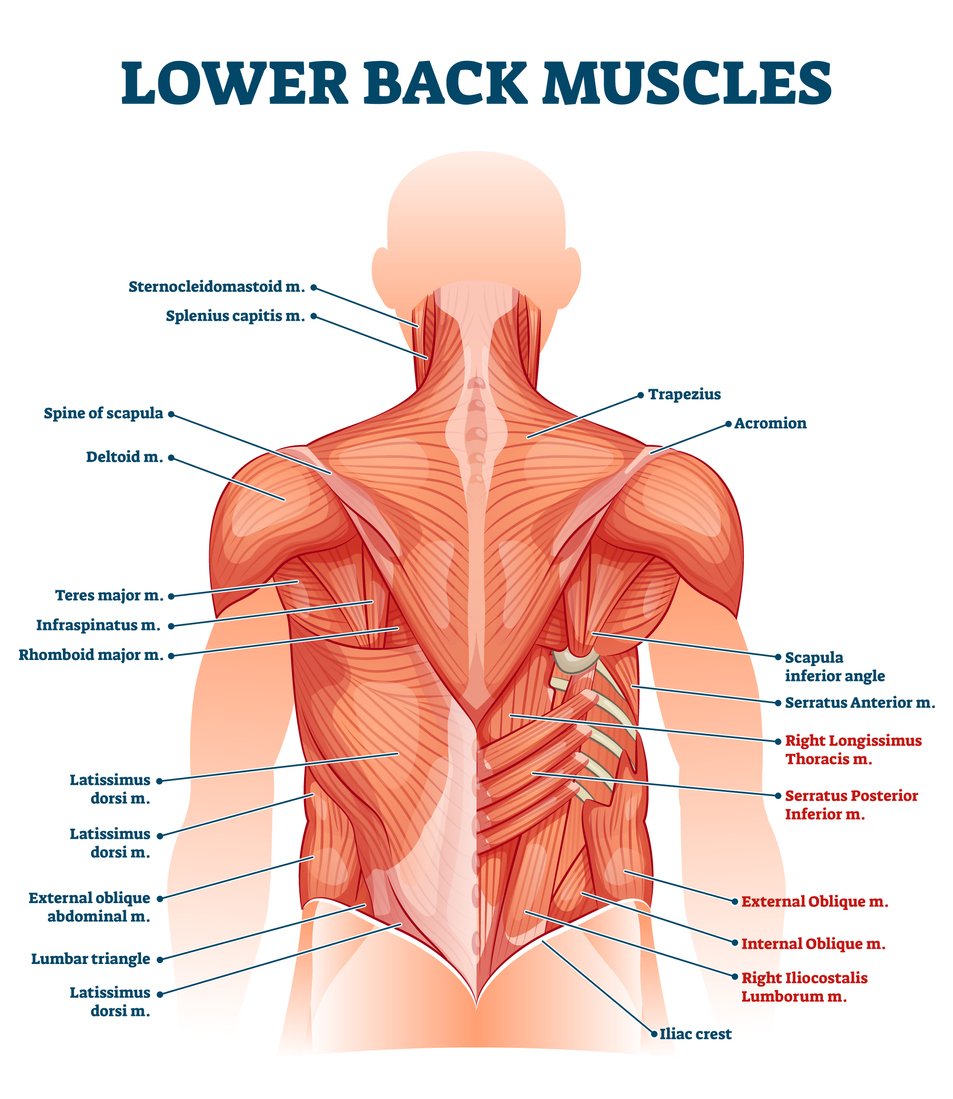 Detail Images Muscle Nomer 12