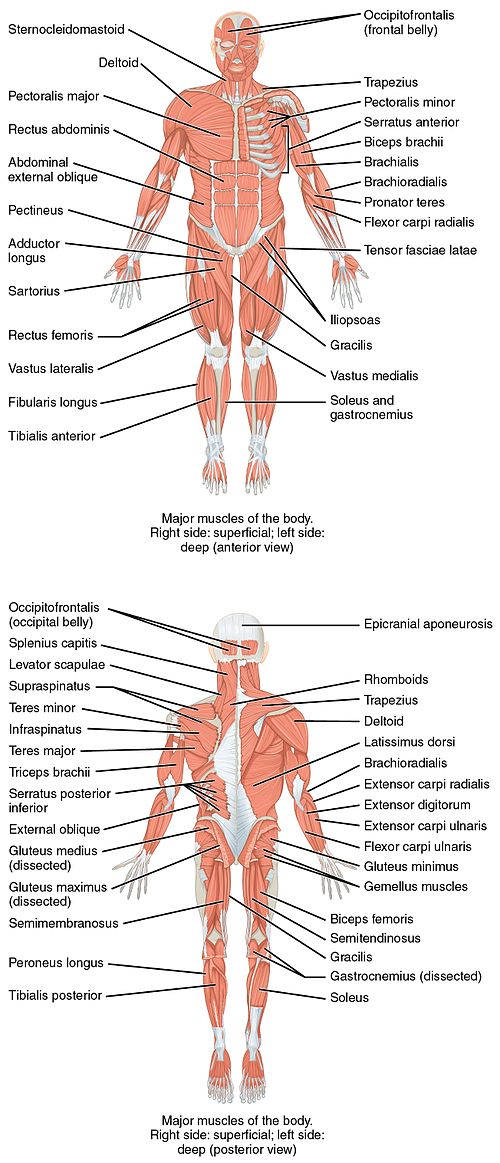 Detail Images Muscle Nomer 22