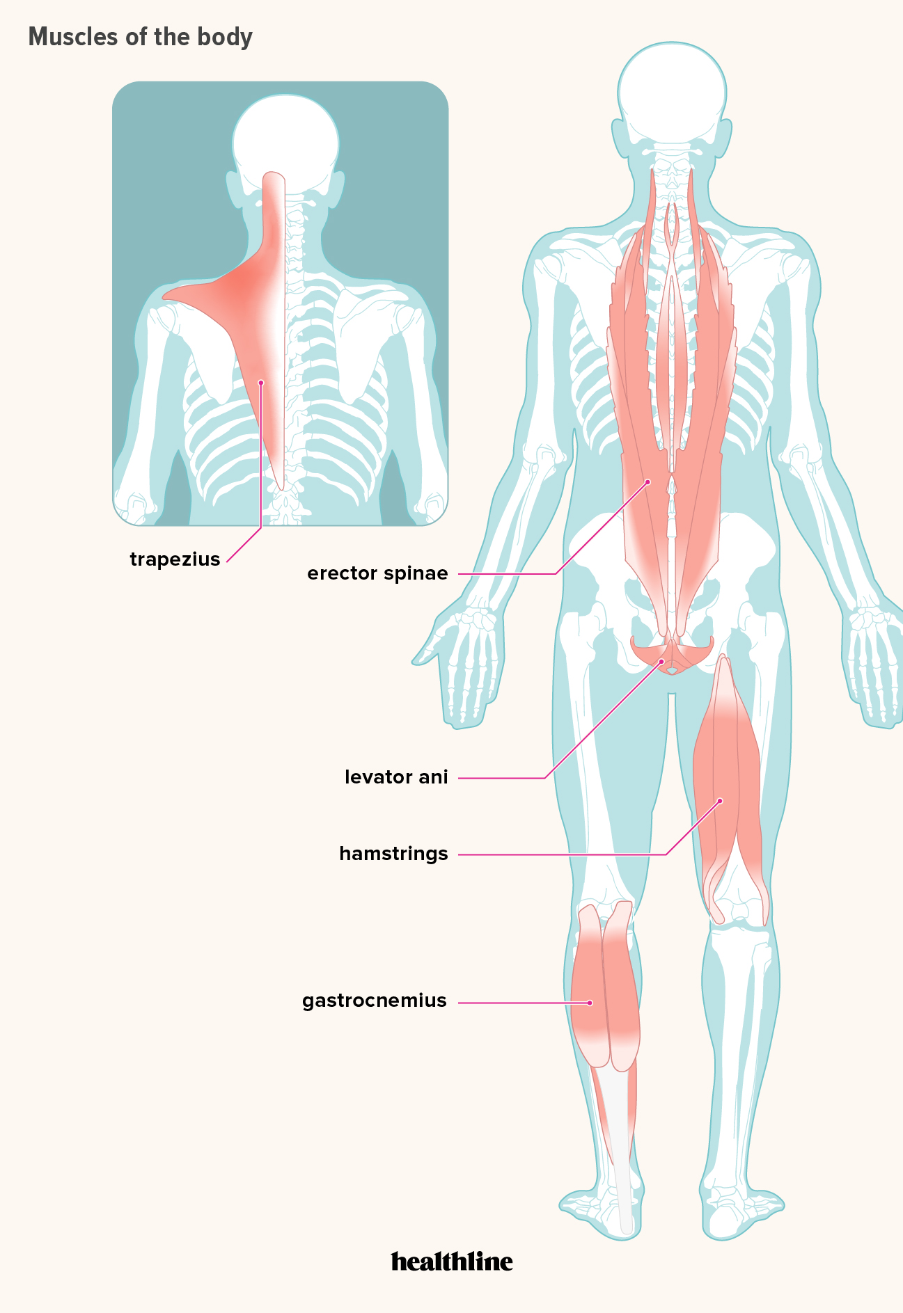 Detail Images Muscle Nomer 25