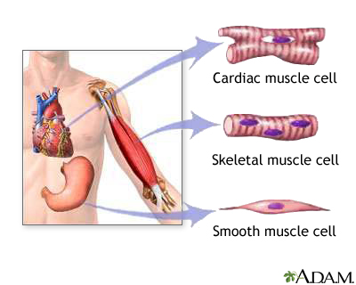 Detail Images Muscle Nomer 47