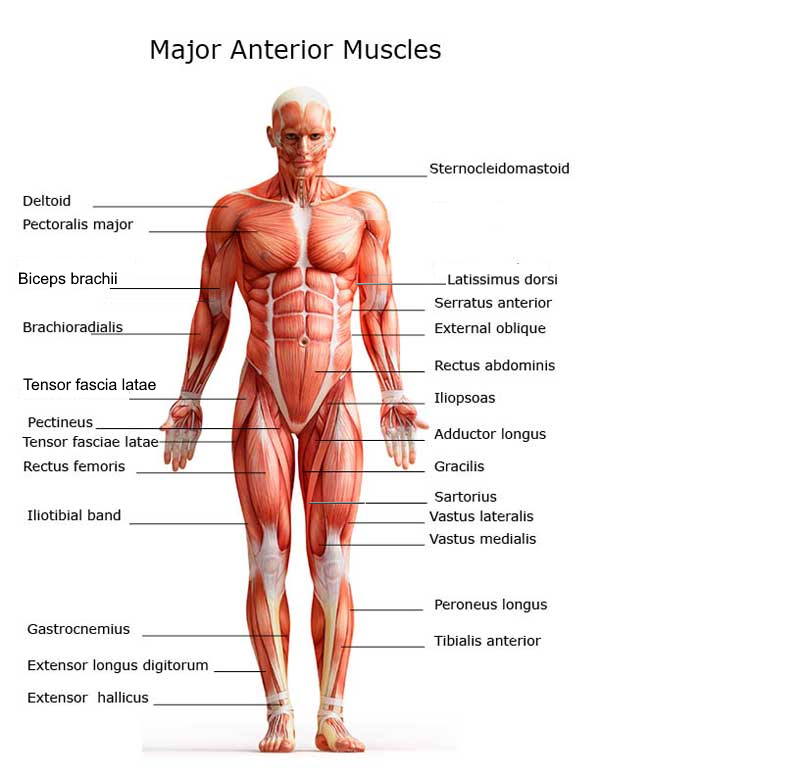 Detail Images Muscle Nomer 53