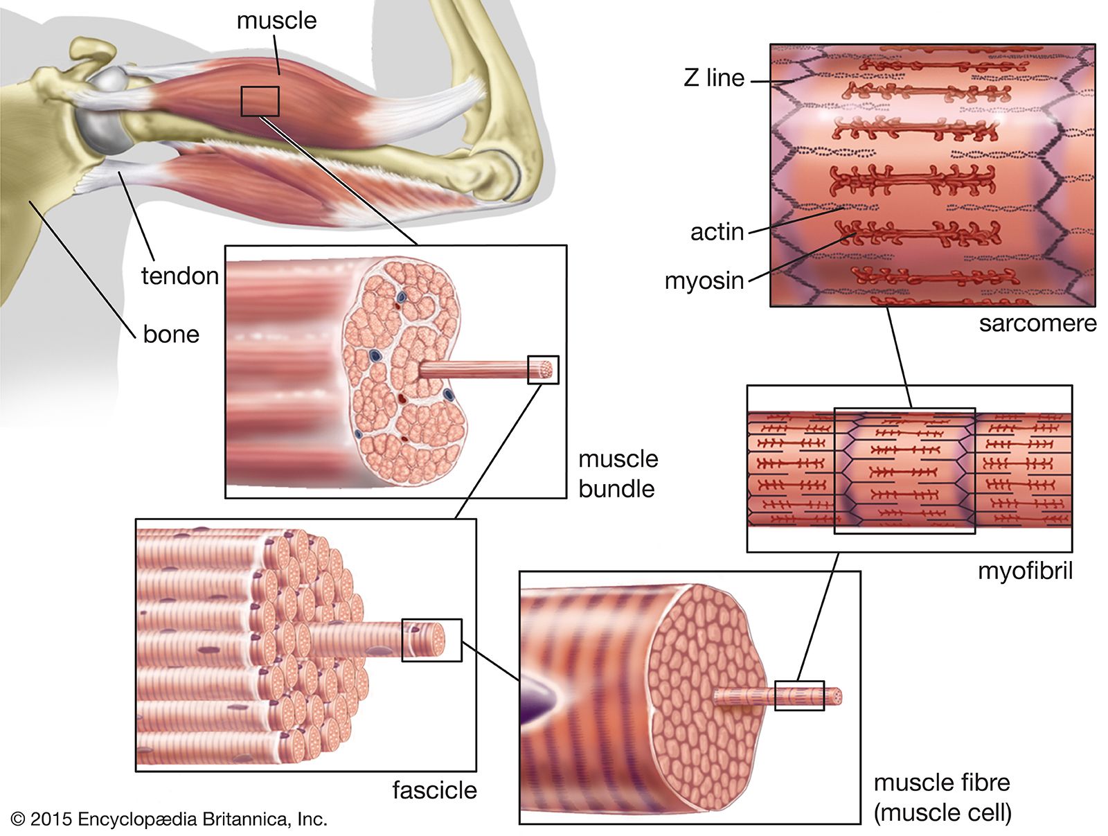 Detail Images Muscle Nomer 55