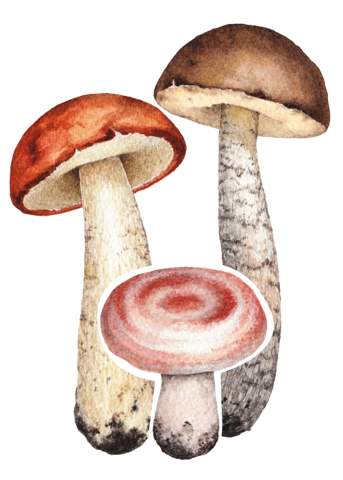 Detail Images Mushroom Nomer 23