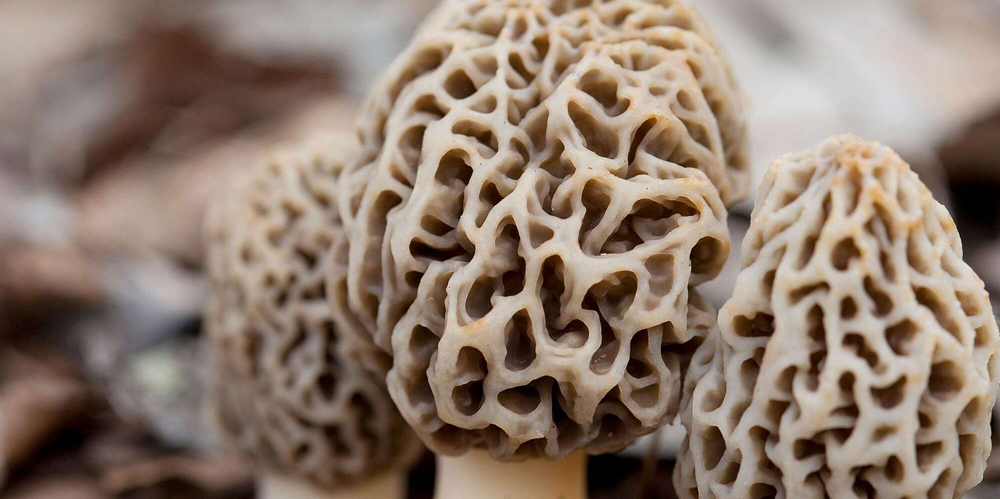 Detail Images Mushroom Nomer 31