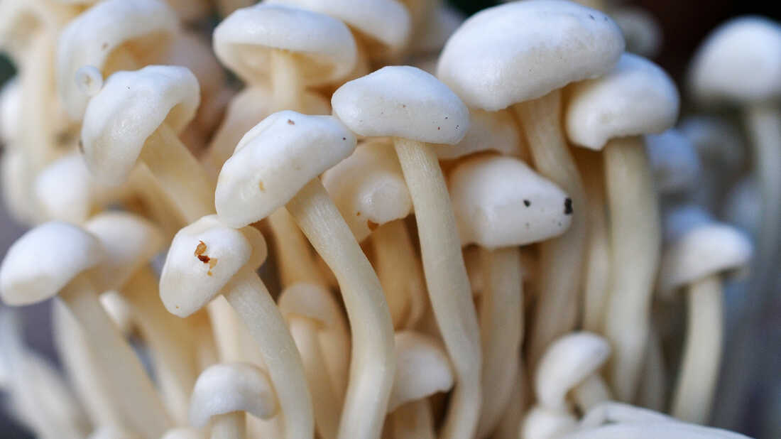 Detail Images Mushroom Nomer 35