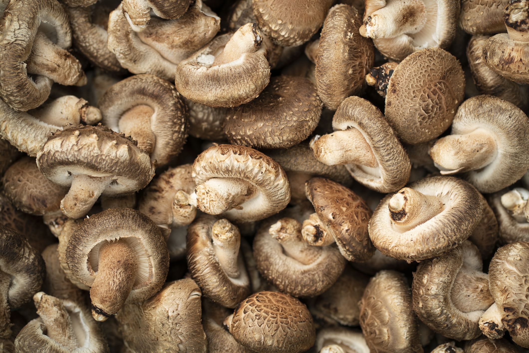 Detail Images Mushroom Nomer 52