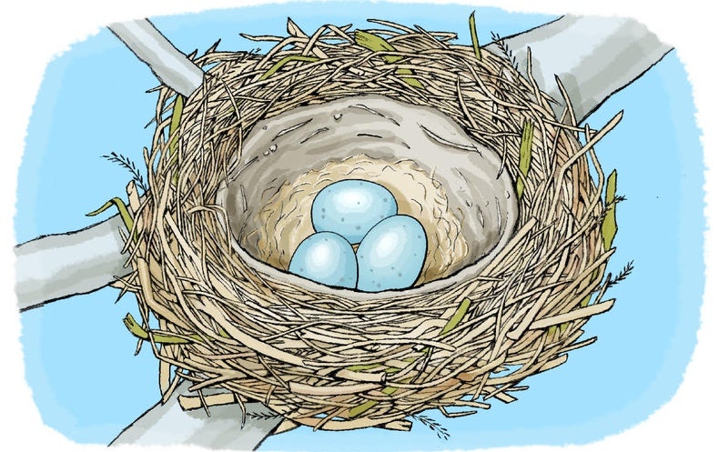 Images Nest - KibrisPDR