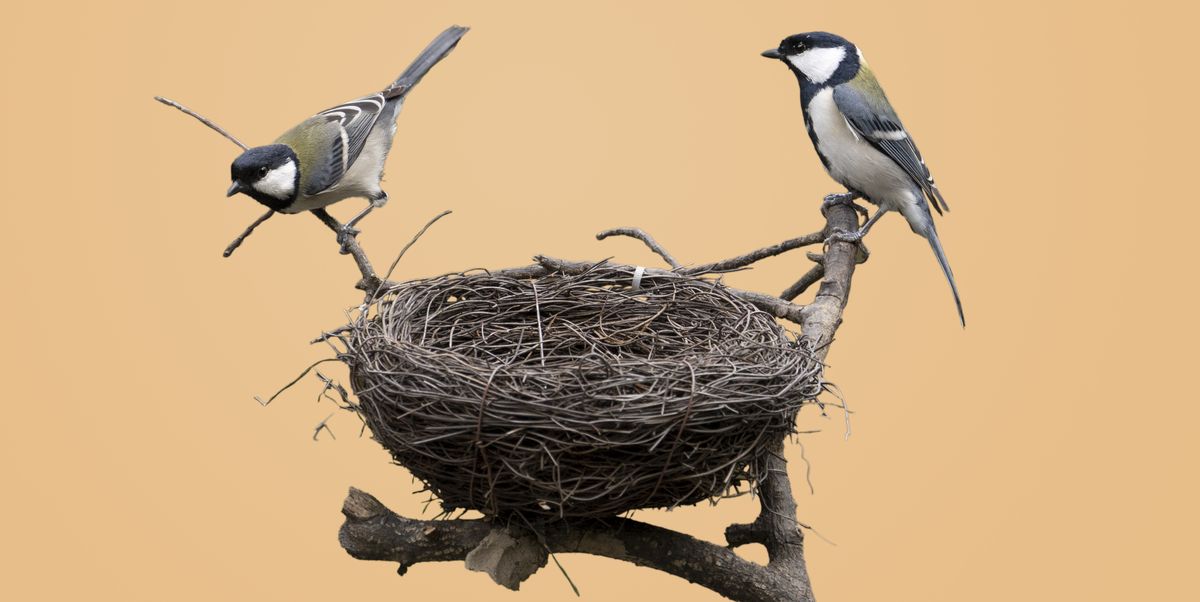 Detail Images Nest Nomer 14