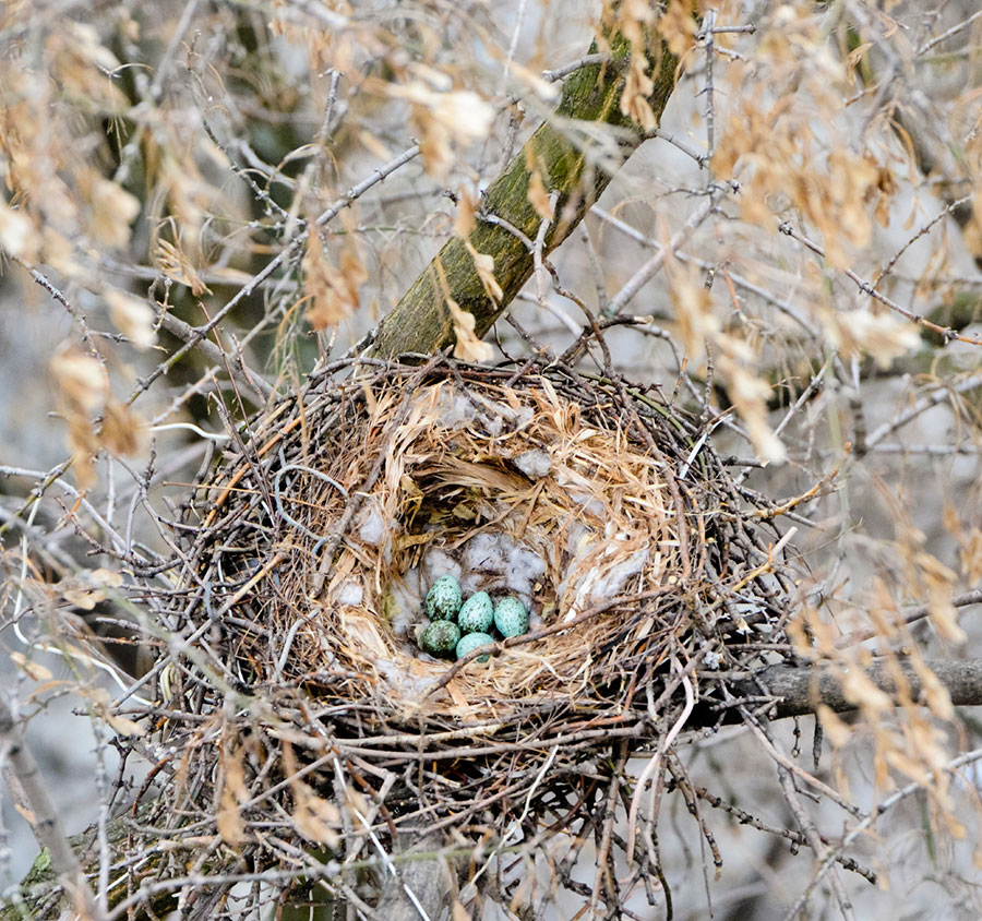 Detail Images Nest Nomer 24
