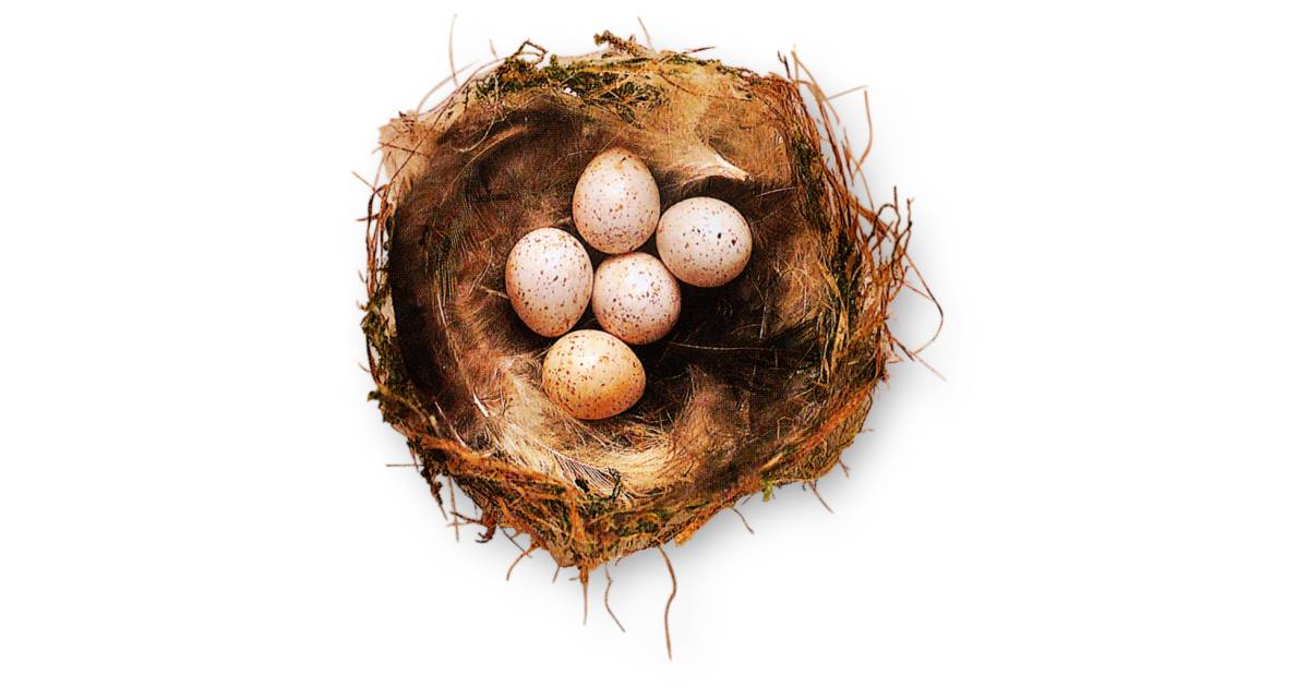 Detail Images Nest Nomer 30