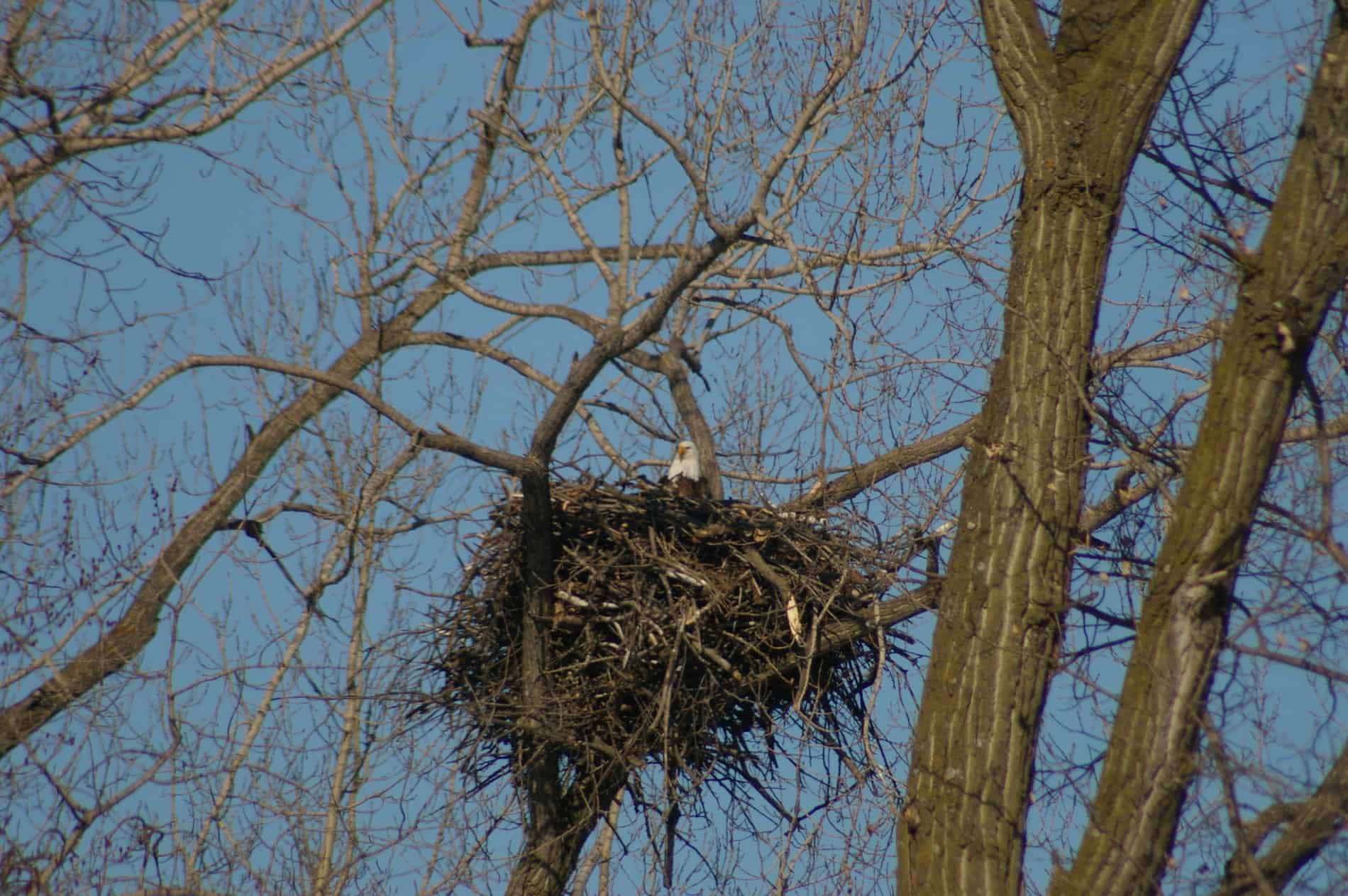 Detail Images Nest Nomer 31