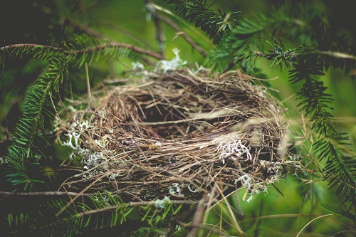 Detail Images Nest Nomer 37