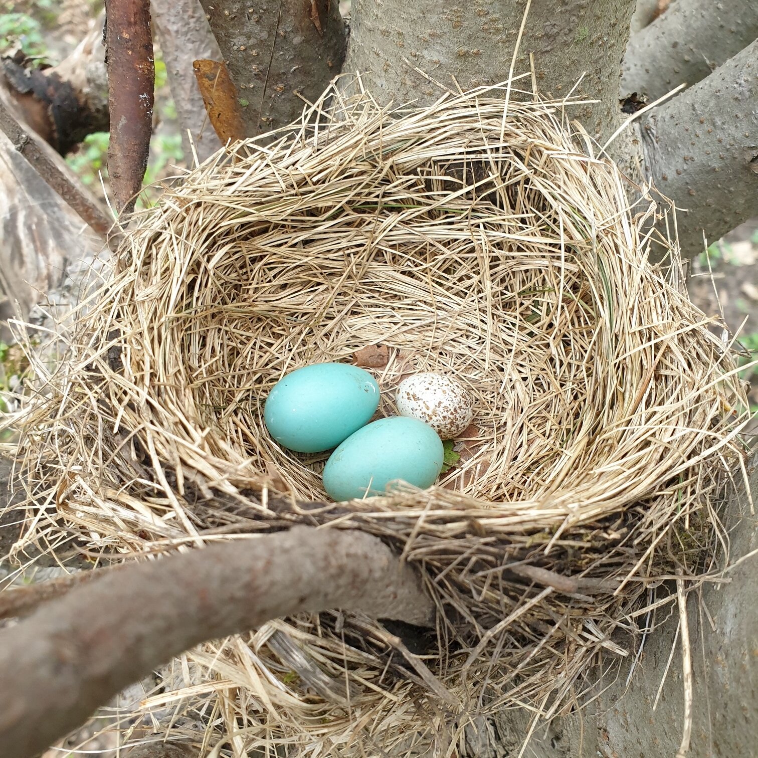 Detail Images Nest Nomer 39