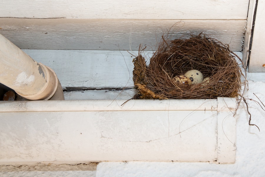 Detail Images Nest Nomer 41