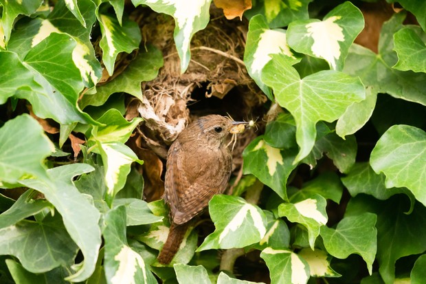 Detail Images Nest Nomer 42