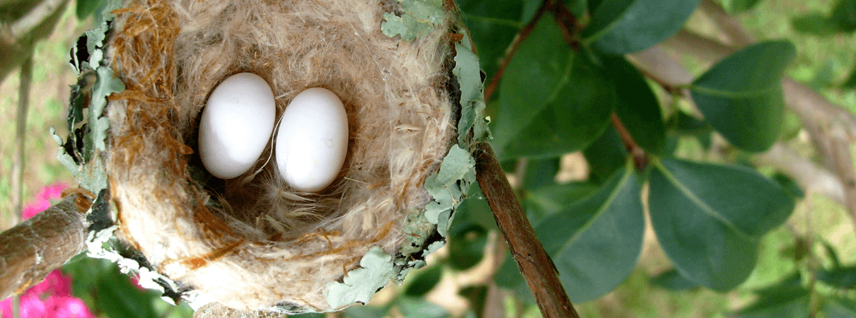 Detail Images Nest Nomer 44