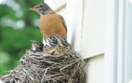 Detail Images Nest Nomer 53