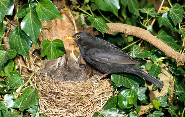 Detail Images Nest Nomer 54