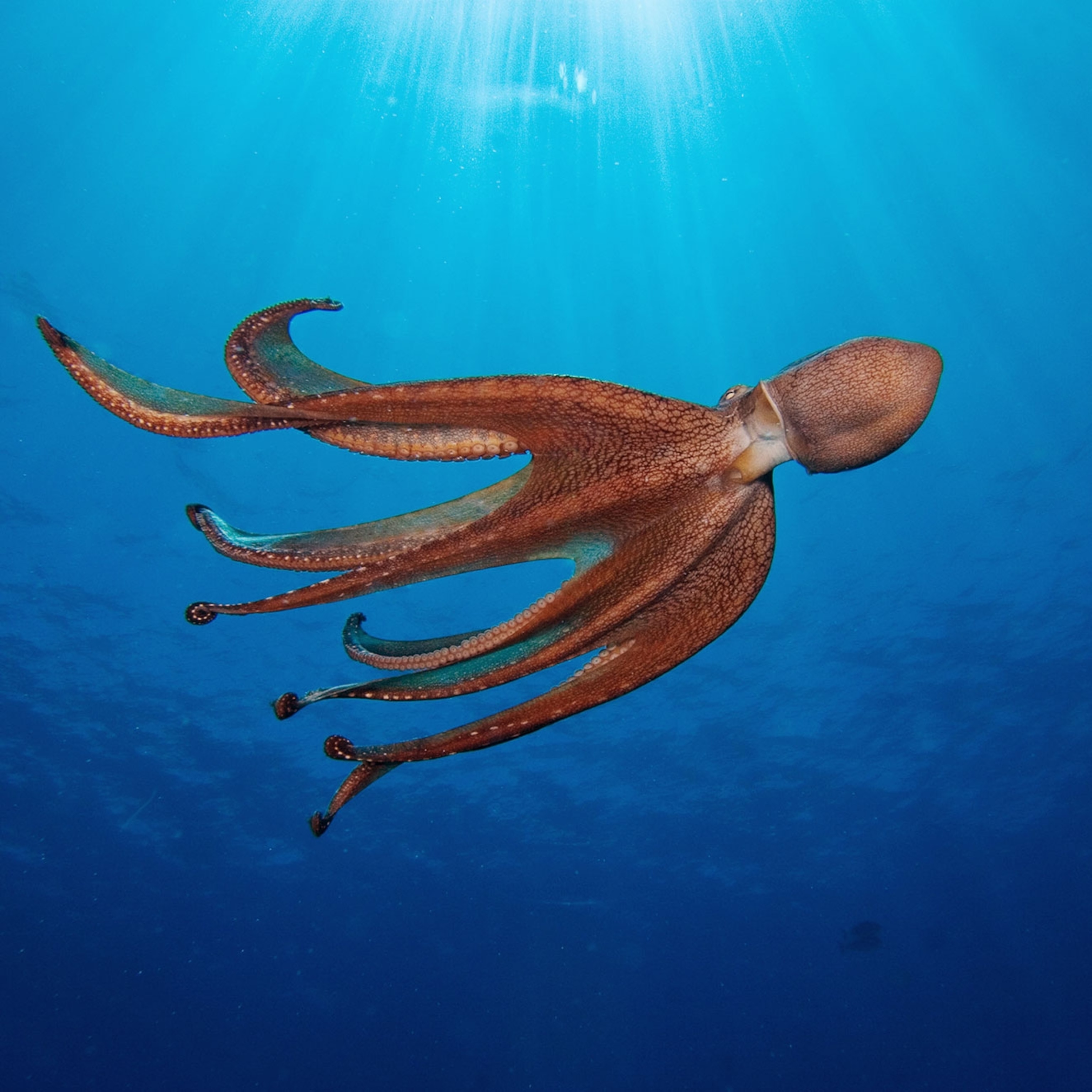 Detail Images Octopus Nomer 2