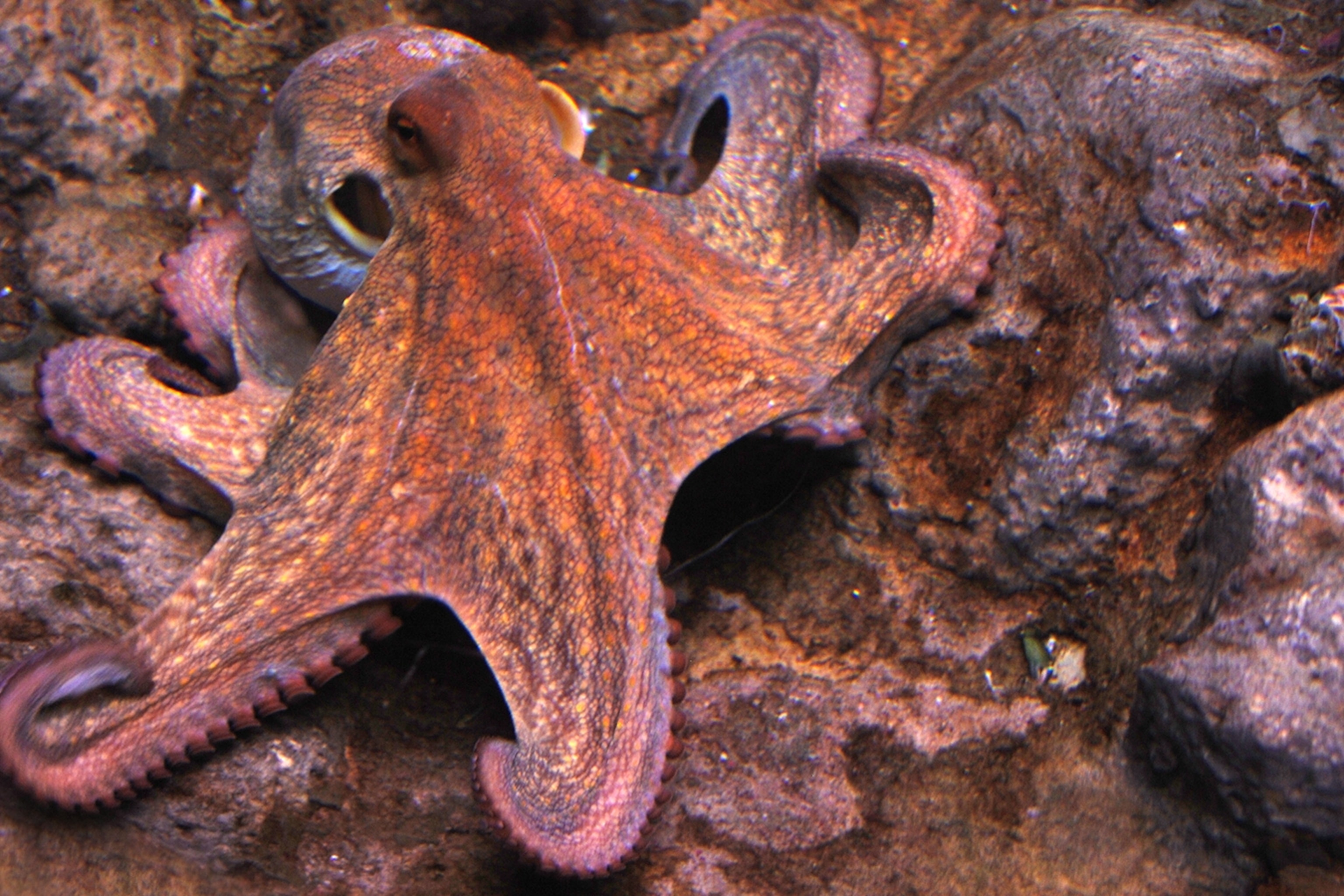 Detail Images Octopus Nomer 13