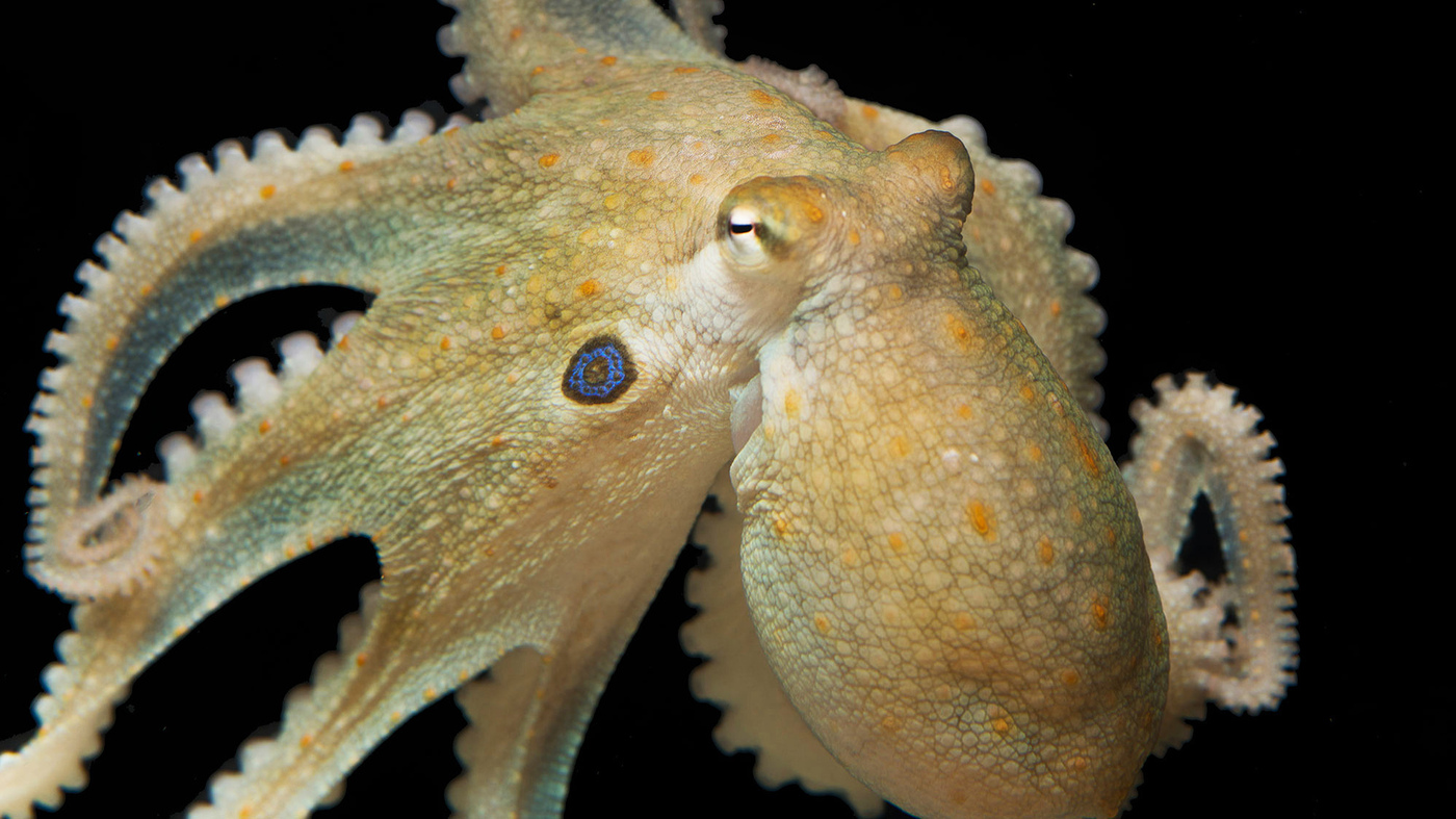 Detail Images Octopus Nomer 16