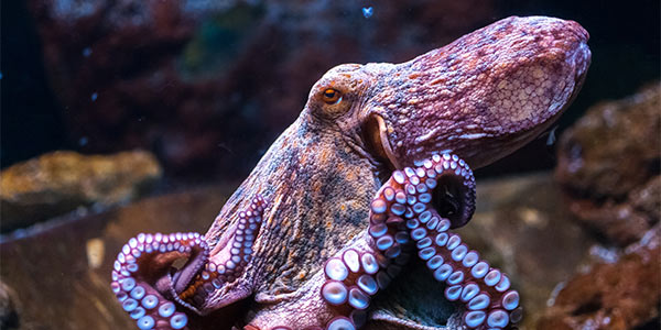 Detail Images Octopus Nomer 17