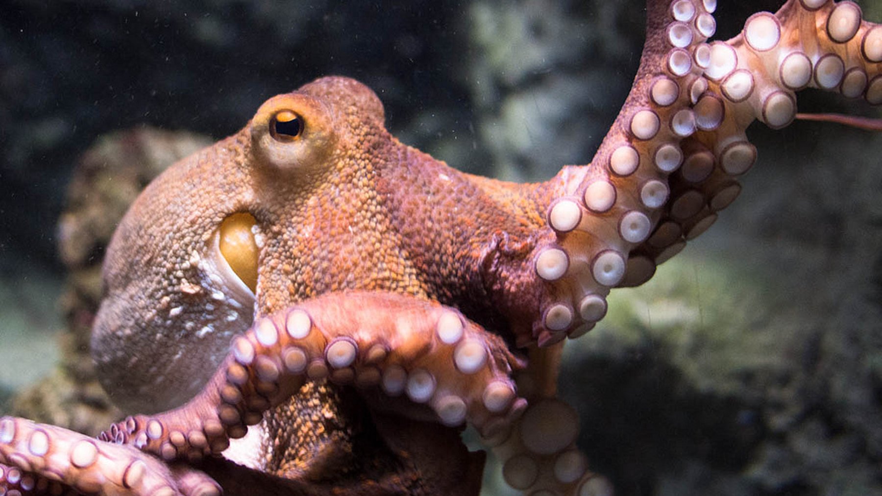 Detail Images Octopus Nomer 19